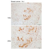 Solarbio K110300P Anti-BIRC7 Polyclonal Antibody