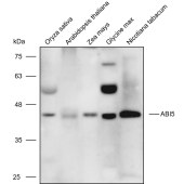 Solarbio K900024P Anti-ABI5 polyclonal Antibody for Plant