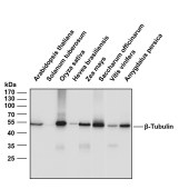 Solarbio K800003M Anti-β-Tubulin Monoclonal Antibody for Plant