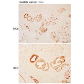 Solarbio K110483P Anti-CST1/4/2 Polyclonal Antibody