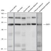 Solarbio K900032P Anti-DEP1 polyclonal Antibody for Plant
