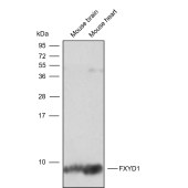 Solarbio K009796P Anti-FXYD1 Polyclonal Antibody