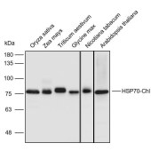 Solarbio K900006P Anti-HSP70-6 polyclonal Antibody for Plant