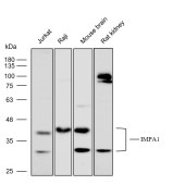 Solarbio K112235P Anti-IMPA1 Polyclonal Antibody