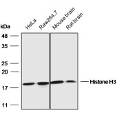 Solarbio K200065M Anti-Histone H3 Monoclonal Antibody