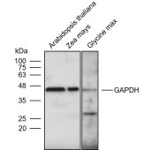 Solarbio K900002P Anti-GAPDH polyclonal Antibody for Plant