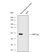 Solarbio K200007M Anti-MBP tag Monoclonal Antibody