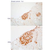 Solarbio K112235P Anti-IMPA1 Polyclonal Antibody