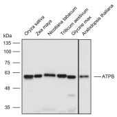 Solarbio K900009P Anti-ATPB polyclonal Antibody for Plant