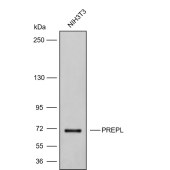 Solarbio K009860P Anti-PREPL Polyclonal Antibody