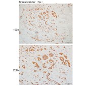 Solarbio K110068P Anti-TXNDC15 Polyclonal Antibody