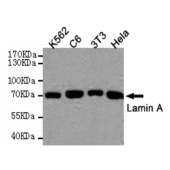 Solarbio K000142M Anti-LMNA Monoclonal Antibody