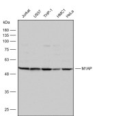Solarbio K112218P Anti-M1AP Polyclonal Antibody