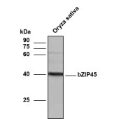 Solarbio K800019P Anti-OsbZIP45 Polyclonal Antibody