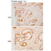 Solarbio K110467P Anti-NUCB2 Polyclonal Antibody