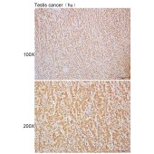 Solarbio K110102P Anti-ENO2 Polyclonal Antibody