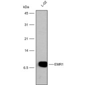 Solarbio K009783P Anti-NUPR1 Polyclonal Antibody
