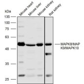 Solarbio K110326P Anti-MAPK8/MAPK9/MAPK10 Polyclonal Antibody