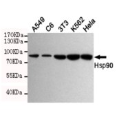 Solarbio K000131M Anti-HSP90AA1 Monoclonal Antibody