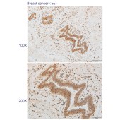 Solarbio K110496P Anti-GAPDH Polyclonal Antibody