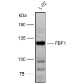 Solarbio K112431P Anti-FBF1 Polyclonal Antibody