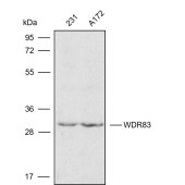 Solarbio K009800P Anti-WDR83 Polyclonal Antibody