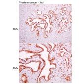Solarbio K200033M Anti-Histone H3/HIST3H3 Monoclonal Antibody