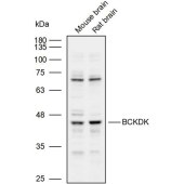 Solarbio K109999P Anti-BCKDK Polyclonal Antibody