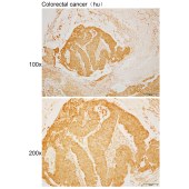 Solarbio K110506P Anti-ADSS2 Polyclonal Antibody