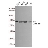 Solarbio K000167M Anti-LMNB1 Monoclonal Antibody