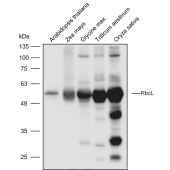 Solarbio K900001P Anti-RbcL polyclonal Antibody for Plant