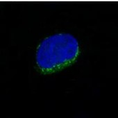 Solarbio K009772P Anti-CD34 Polyclonal Antibody