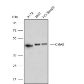 Solarbio K009862P Anti-CMAS Polyclonal Antibody