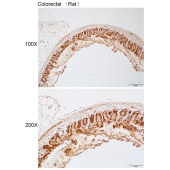 Solarbio K112228P Anti-DNASE1L1 Polyclonal Antibody