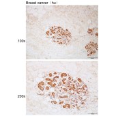 Solarbio K112168P Anti-ARHGEF10 Polyclonal Antibody