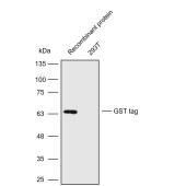 Solarbio K200006M Anti-GST tag Monoclonal Antibody