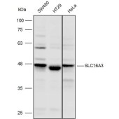Solarbio K110327P Anti-SLC16A3 Polyclonal Antibody