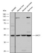 Solarbio K112291P Anti-AHCY Polyclonal Antibody