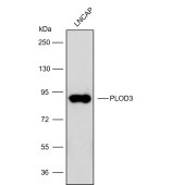 Solarbio K009875P Anti-PLOD3 Polyclonal Antibody
