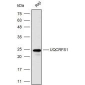 Solarbio K110389P Anti-UQCRFS1 Polyclonal Antibody