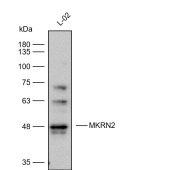 Solarbio K112258P Anti-MKRN2 Polyclonal Antibody