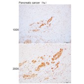 Solarbio K110128P Anti-CYP1A1 Polyclonal Antibody