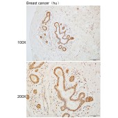 Solarbio K110316P Anti-RRAGC Polyclonal Antibody