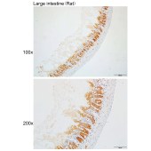 Solarbio K110136P Anti-Selenow Polyclonal Antibody