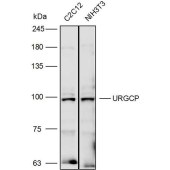 Solarbio K110342P Anti-URGCP Polyclonal Antibody