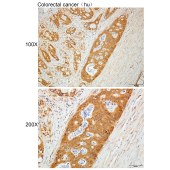 Solarbio K112250P Anti-NDUFA7 Polyclonal Antibody