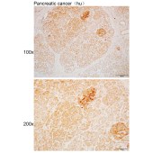 Solarbio K110404P Anti-DCTN1 Polyclonal Antibody