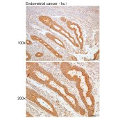 Solarbio K109951P Anti-EFNB1 Polyclonal Antibody