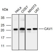 Solarbio K110092P Anti-CAV1 Polyclonal Antibody