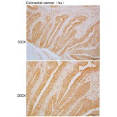 Solarbio K110358P Anti-DTYMK Polyclonal Antibody